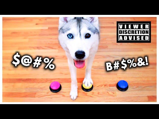 Husky Gets New Talking Buttons… and Becomes Even SASSIER!