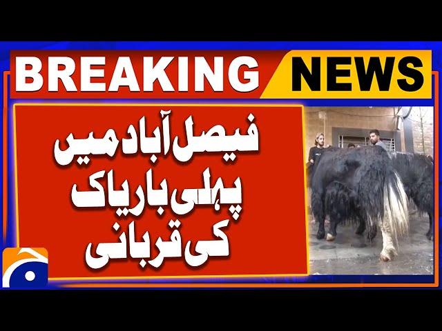 Yak Sacrifice For the First Time in Faisalabad | Geo News