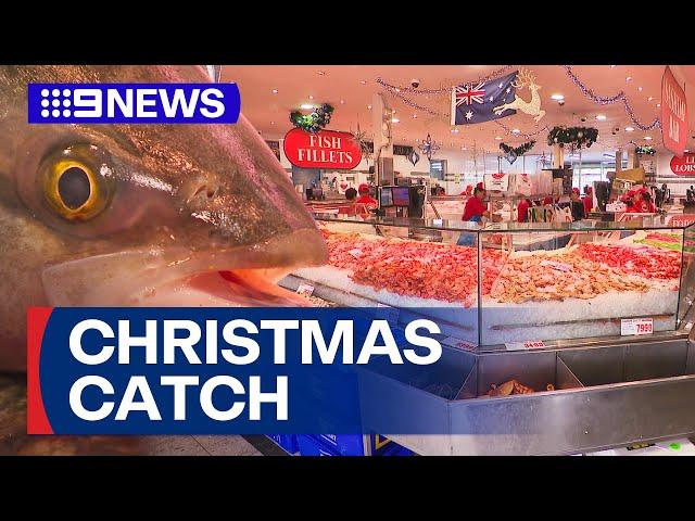 Sydney set for best oyster season in a decade | 9 News Australia