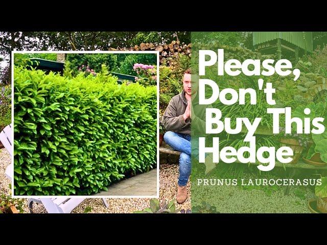 The best hedges to plant and why! Evergreen Vs Deciduous including cost effective options!