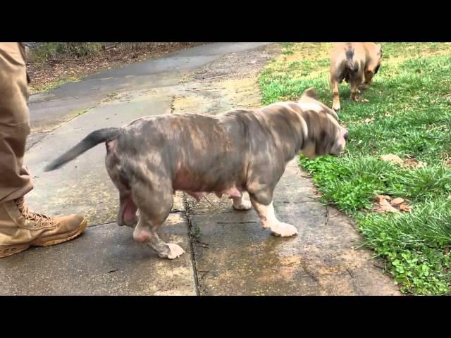 Carolina bully farms newest breeding