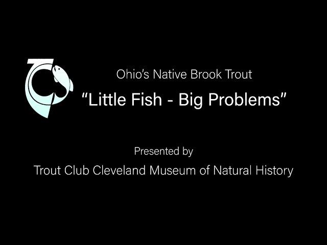 Little Fish Big Problems