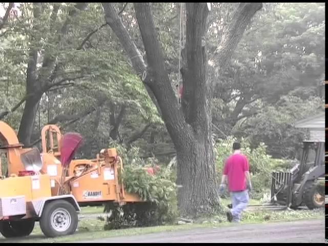 Professional Tree Cutting and Cleanup - Stoltzfus Tree Service