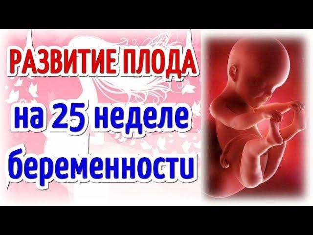 Развитие плода на 25 неделе беременности!