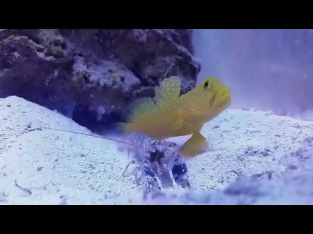 Pistol shrimp kill amphipod for goby at 0:12