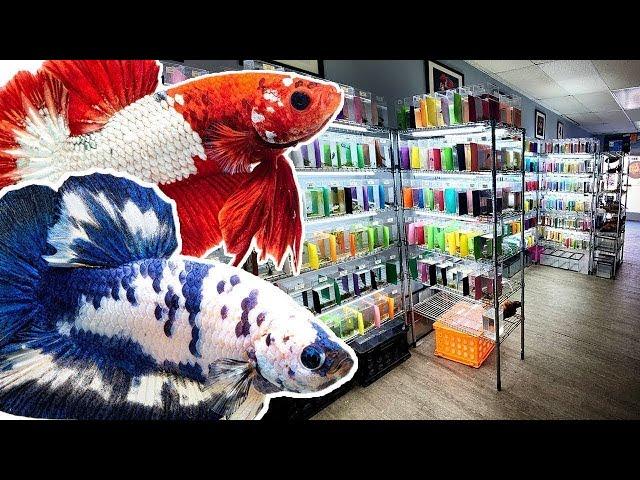 TINY fish store sells OVER 900 COLORFUL BETTA FISH