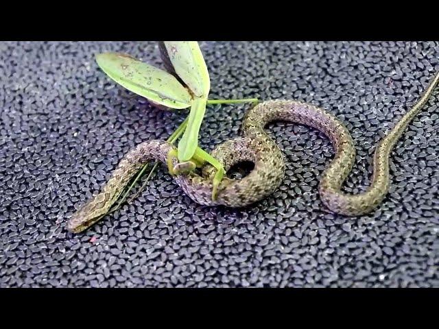 King Mantis Eats Small Snake Mantis VS Snake