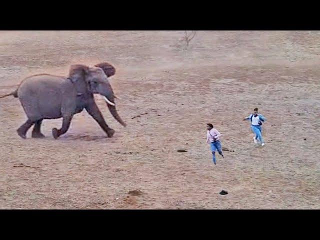 Elephants Show Tourists Why You Shouldn't Get Out Your Car