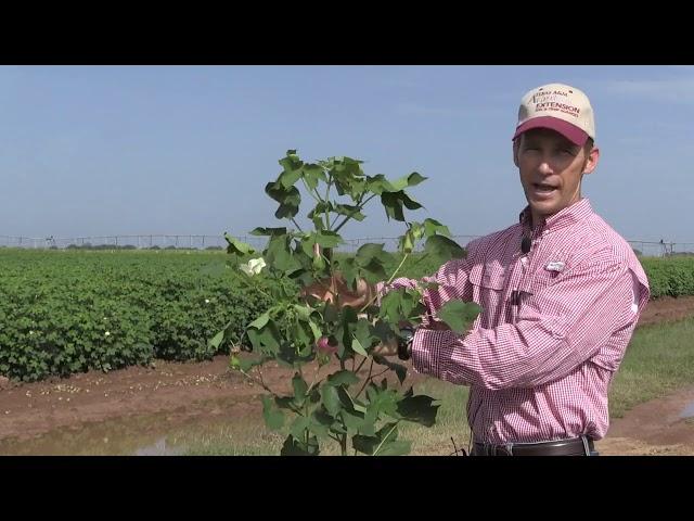 The Cotton Plant