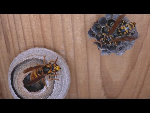 Duel Between Queens: Paper Wasp vs. Yellow Hornet