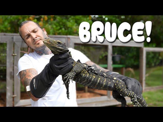 MY CROC MONITOR BRUCE GETS HIS HABITAT FIXED!