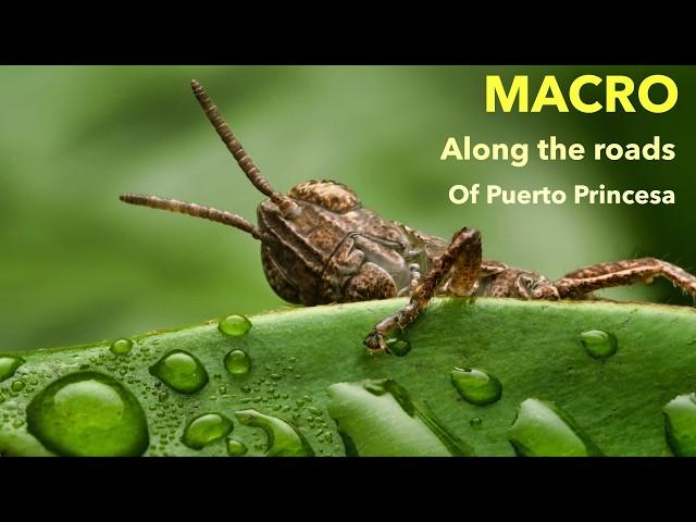 MACRO photography clip with music episode 5. Mostly focus stacked images taken with Fuji + Laowa 65