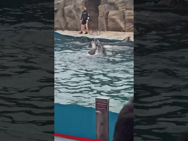 Танец дельфинов