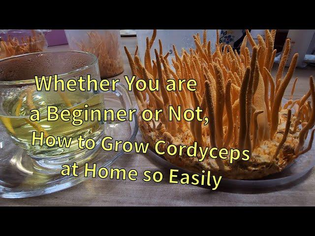 The easiest way to grow Cordyceps militaris at Home