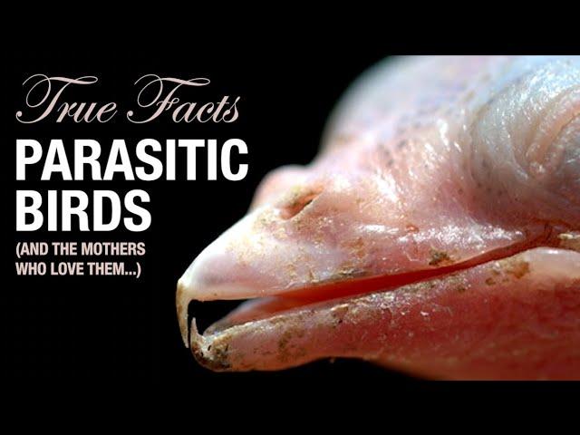 True Facts: Parasitic Birds