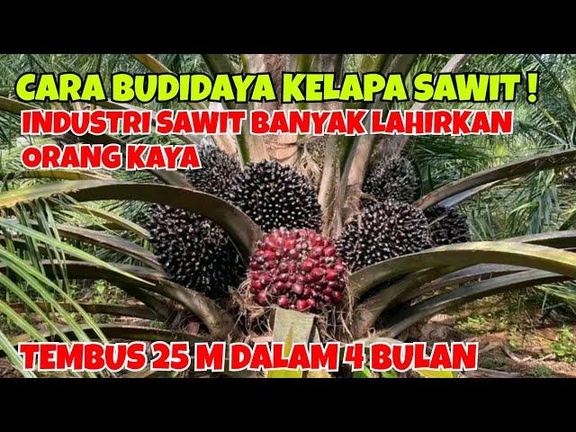 CARA BUDIDAYA KELAPA SAWIT || INDUSTRI SAWIT BANYAK LAHIRKAN ORANG KAYA, TEMBUS 25 M DALAM 4 BULAN!