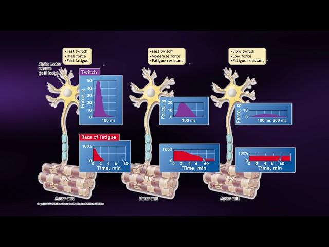 Causes of Muscle Fatigue - Coursera Science of Exercise