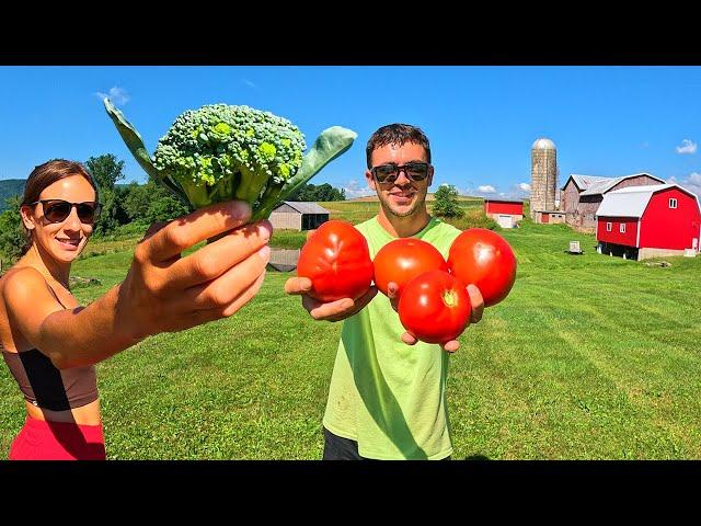 The Start Of A BIG Tomato Harvest