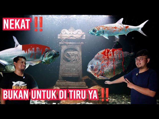 COMTANK PREDATOR SADIS PALING FRONTAL‼️NEKAT GABUNGKAN IKAN PREDATOR DRAKULA DAN PEMANGSA SADIS