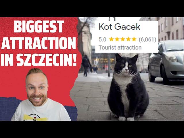 Rob Reacts to... Meet Gacek: The Cutest Chonky Cat in Szczecin, Poland
