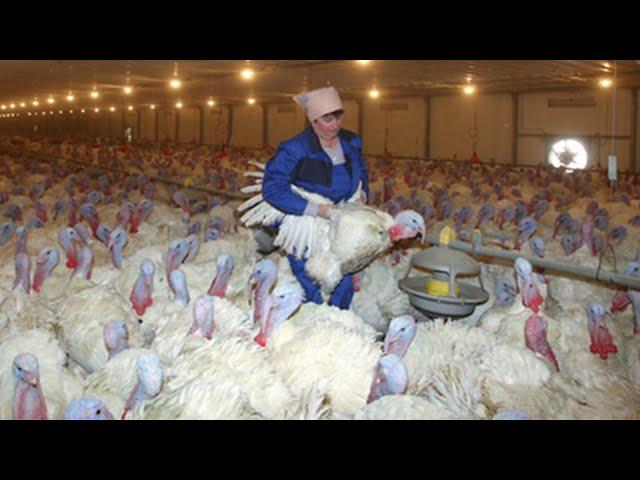 Amazing Million Dollar Turkeys Farming Technology - Modern Turkey Slaughtering & Processing Factory