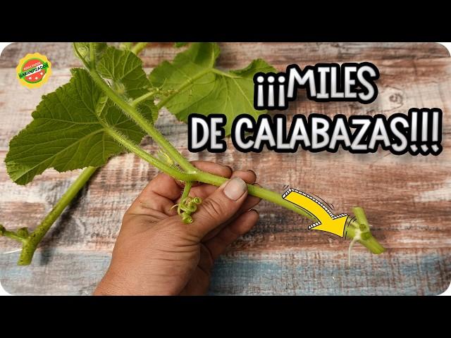 ESQUEJES DE CALABAZA : Como Reproducir Calabazas Por Ramas 2 Métodos || La Huertina De Toni