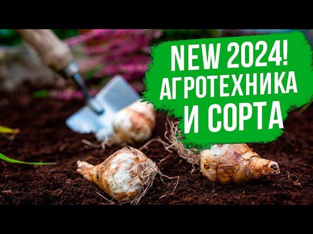 Новинки 2024! Хотите успеха в выращивании луковичных растений? Тогда смотрите это видео.