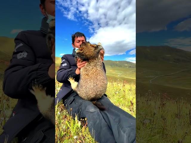 Cute Wild animal bobak marmot or prairie dog eating cookies yummy 40