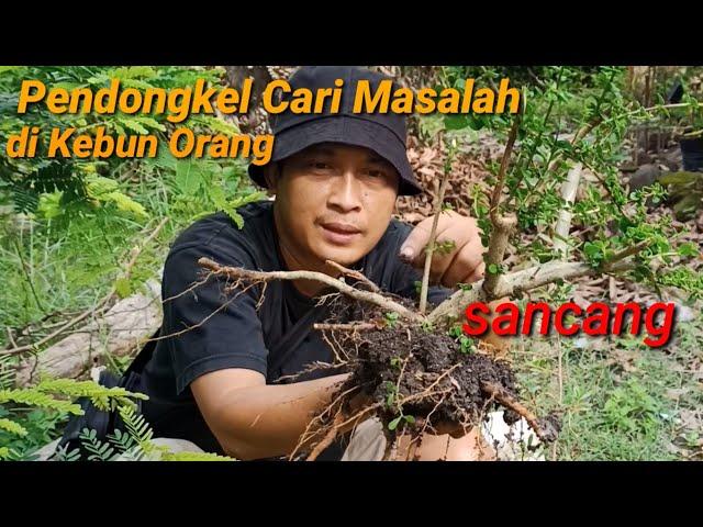 Sancang di alam liar pindah ke pot