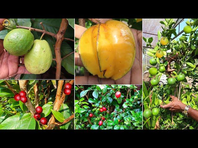  3 ഏക്കറിലെ ഗംഭീര നഴ്സറി കാണാം ! #EXOTICFRUITSPLANTS #INDOORPLANTS #GARDENPLANTS