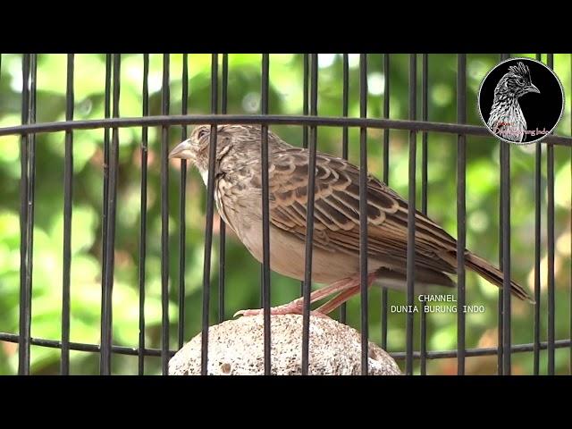 suara terapy branjangan macet bunyi 100% langsung nyaut!!!!|dunia burung indo