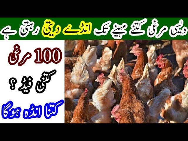 Golden Misri Hen Complete detail about Egg Business || Profitable Egg Farming