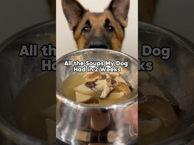 German Shepherd Loves Soup #dog #shorts #dogshorts