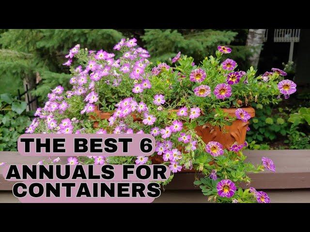 The 6 Best Annual Flowers For Containers + Bonus Plant! Container Gardening - Annuals