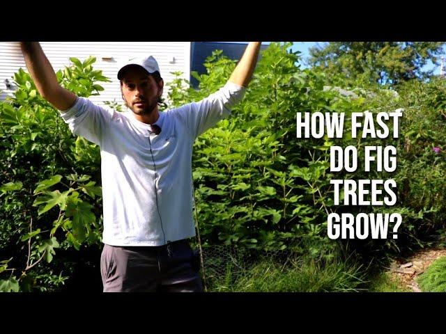 Q: "How Fast Do Fig Trees Grow?" 5 Tips for Controlling their Growth