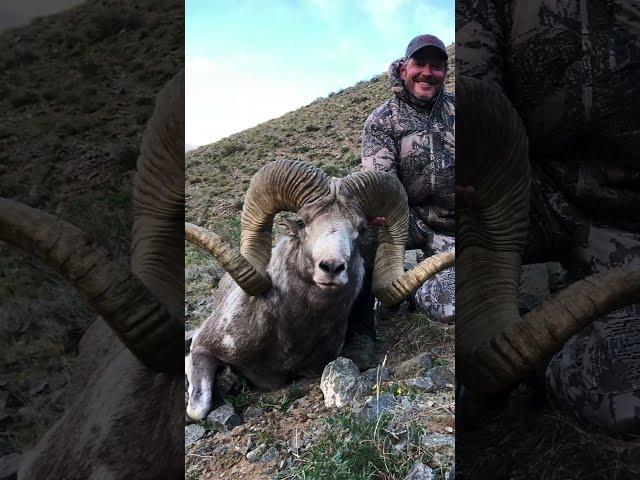 My #16 sheep of the #Ovis30 This sheep is a Hangay Argali and was shot in Mongolia.#travel #hunting