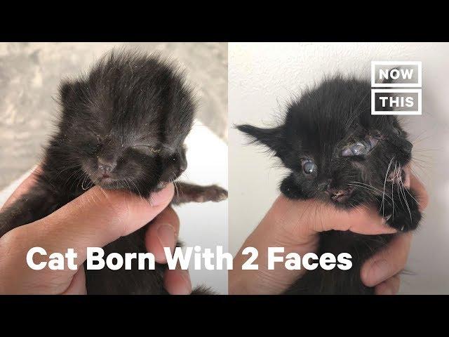 This Kitten Was Born With 2 Faces | NowThis