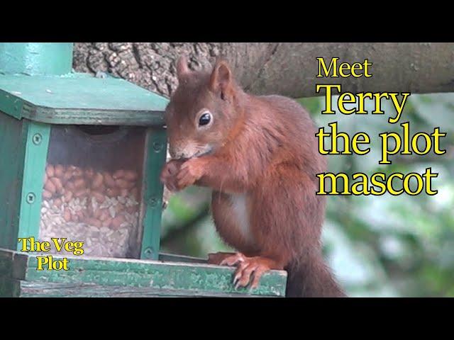 Meet Terry the Squirrel a plot mascot