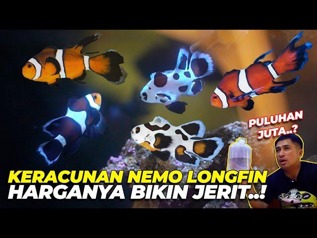 KERACUNAN REEF TANK LAGI NIH..! LANGSUNG ANGKUT IKAN NEMO LONGFIN PULUHAN JUTAAAA...!!!