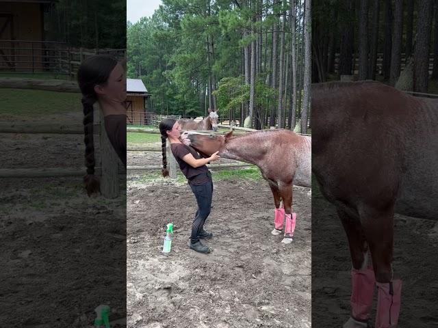 Peach is such a goofball  #horse #horses #equestrian #farm #farmlife #horsegirl