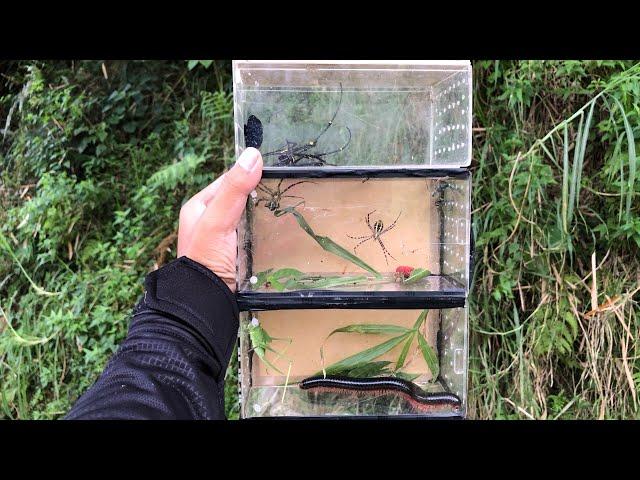 Amazing hunting insects‼️catch orchid mantis, white katydid, millipede, spider, caterpilar, ladybug