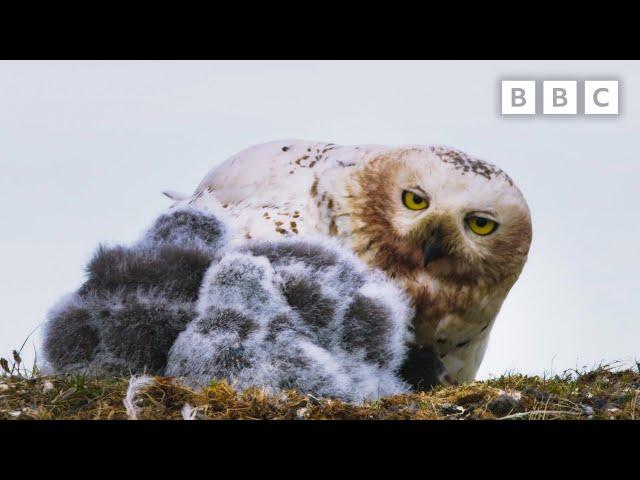 Feeding snowy owl chicks is no mean feat  | Frozen Planet II - BBC