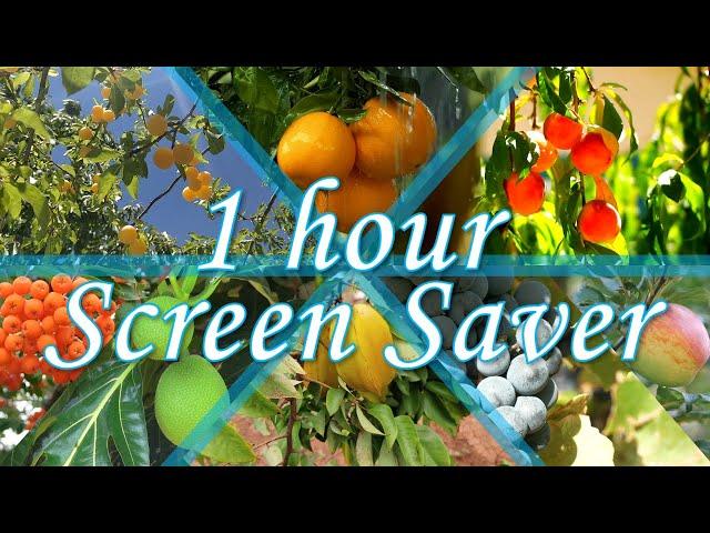 Silent Screensaver, 1 hour, Fruit on the Branch