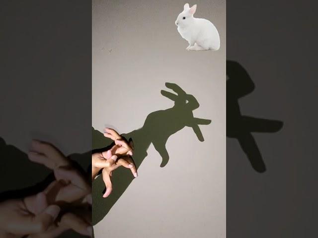 How To Make Rabbit Shadow