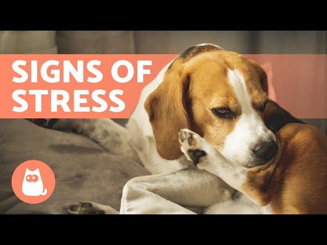 10 SIGNS of STRESS in DOGS  How to Help With Anxiety