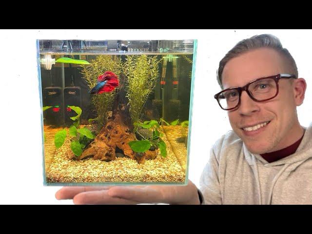 How to Set Up a Betta Fish Tank - Step by Step