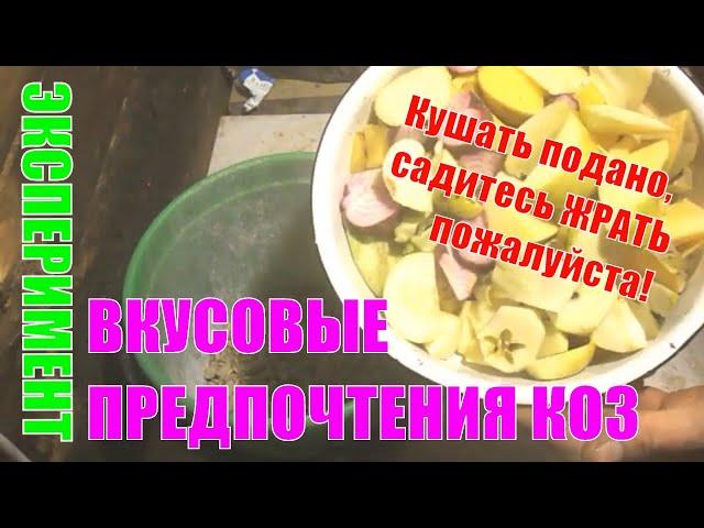 Чем лучше кормить коз? Мой эксперимент #козоводство