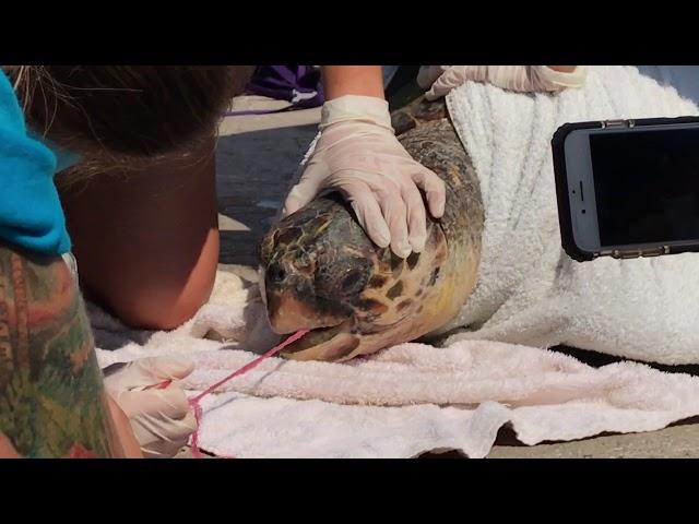 Seaturtle gets rescued after swallowing fishing net in Greece