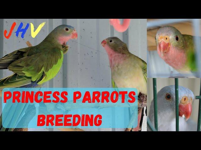 Princess Parrots Breeding #breedingparrots #princessparrots