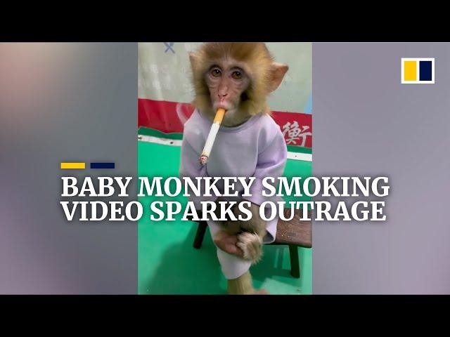 Baby monkey smoking video sparks outrage in China